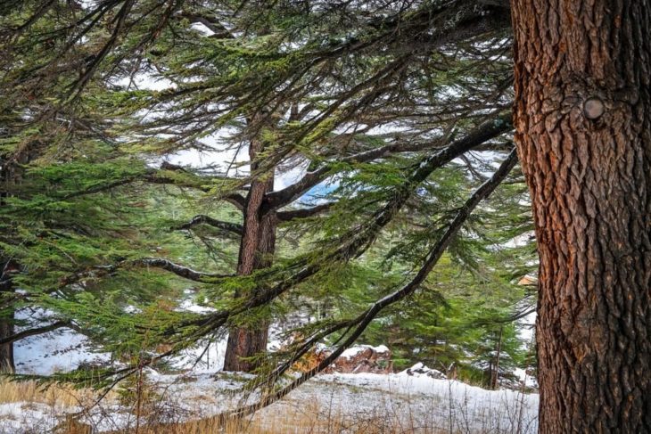 Close up of Cedars of God trees