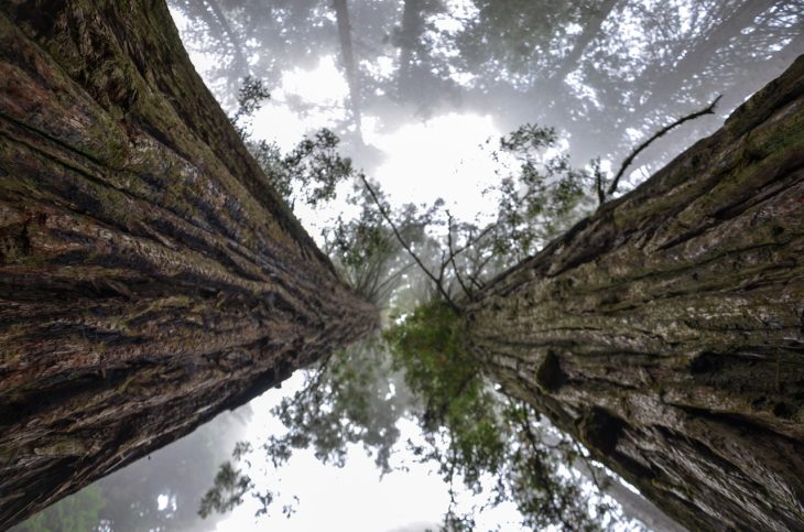 looking up at tree trunks