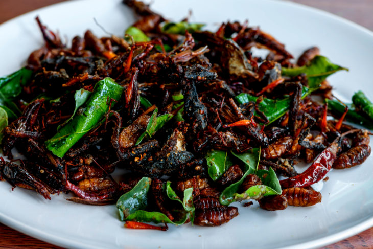 Plate of Edible Insects