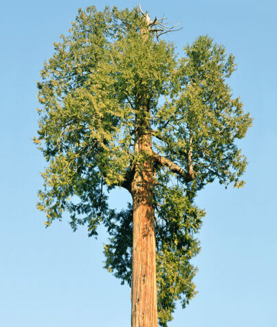 Western Red Cedar