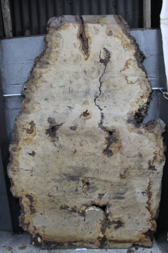 Burr Oak Slabs Image