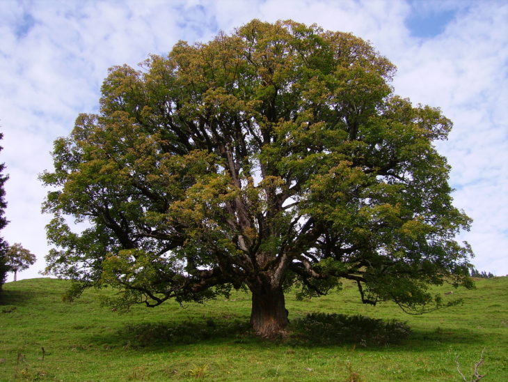 European Sycamore